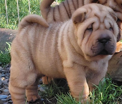 Les chiots de Shar Pei