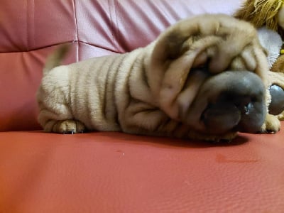 Les chiots de Shar Pei