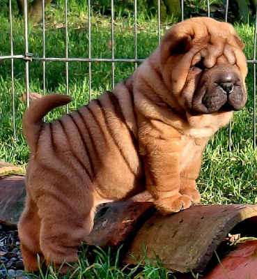 Les chiots de Shar Pei