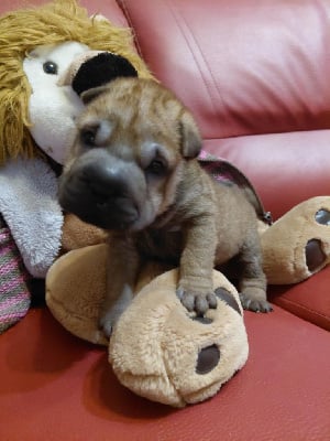 Les chiots de Shar Pei