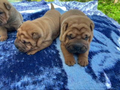 Shar Pei