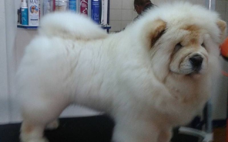 L 'envie d 'aimer De L'Esprit De Buchido - TRES PROMETTEUR