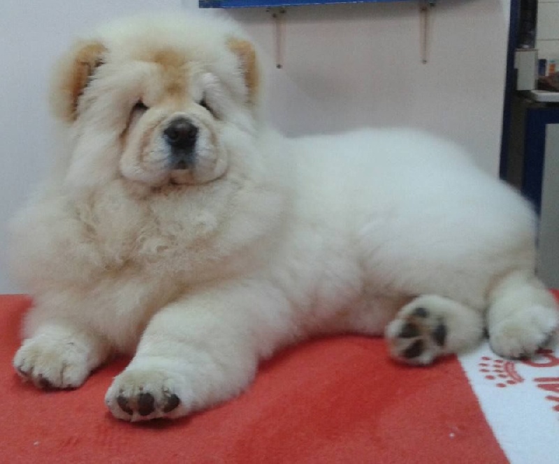 L 'envie d 'aimer De L'Esprit De Buchido - TRES BON