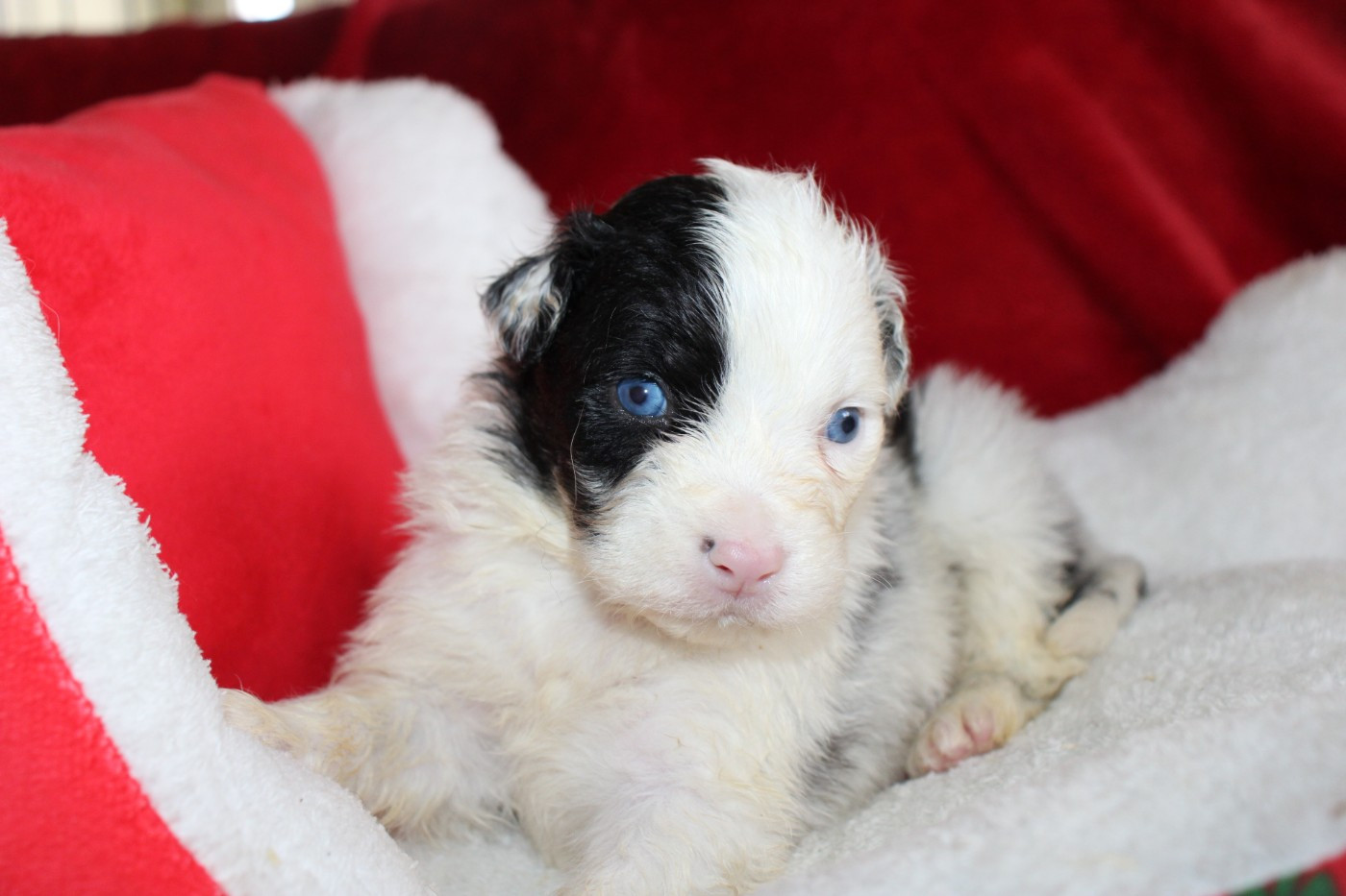 Blue merle - Berger Australien