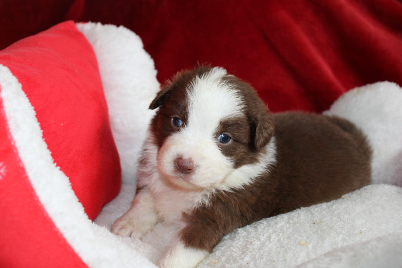 Rouge bi - Berger Australien