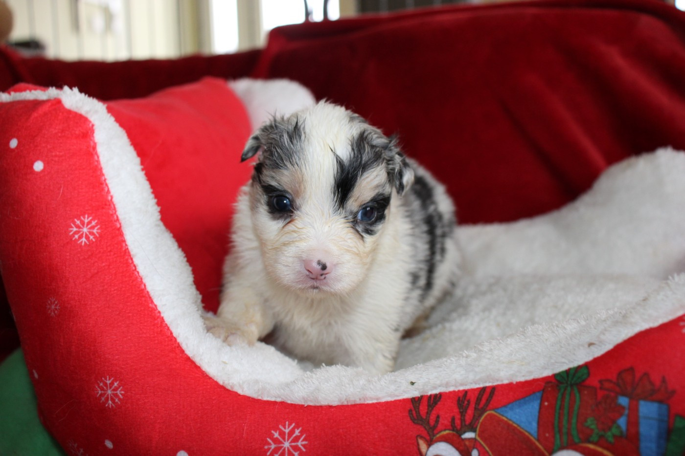 CHIOT 3 - Berger Australien