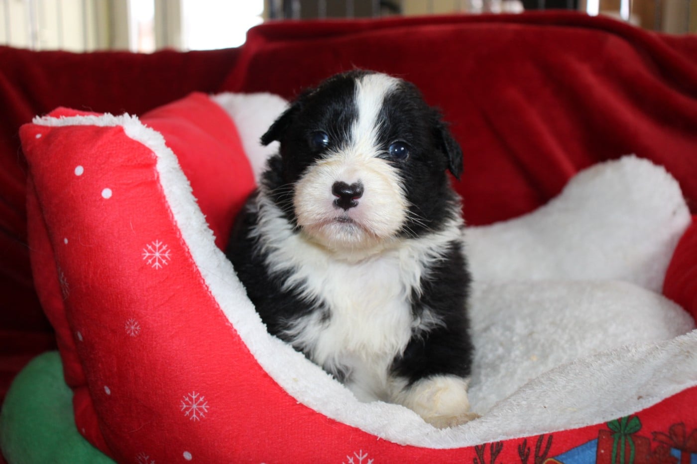 CHIOT 2 - Berger Australien