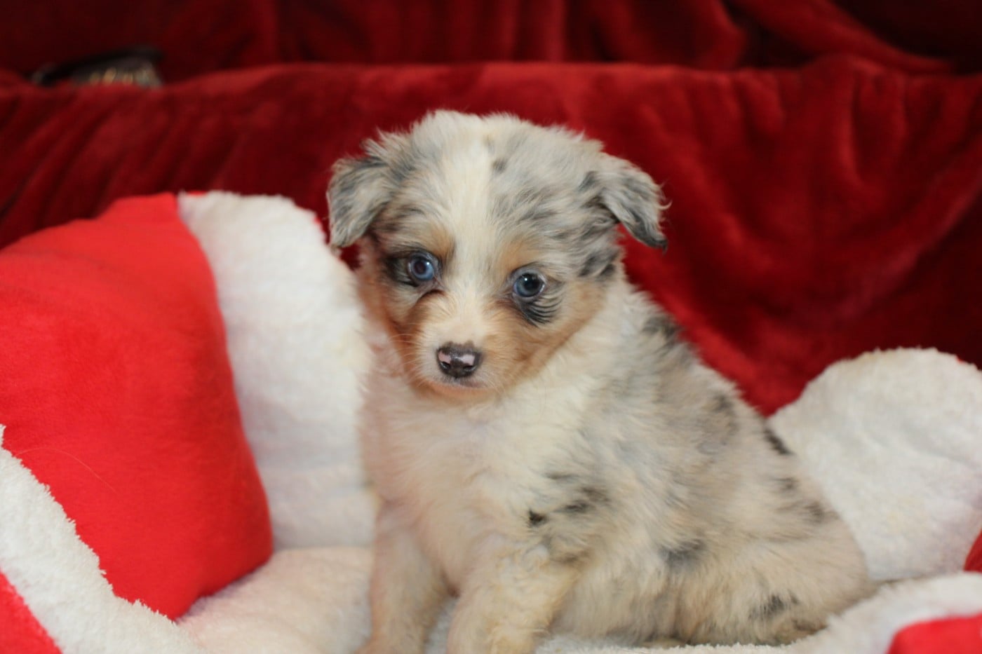 CHIOT 1 - Berger Américain Miniature 