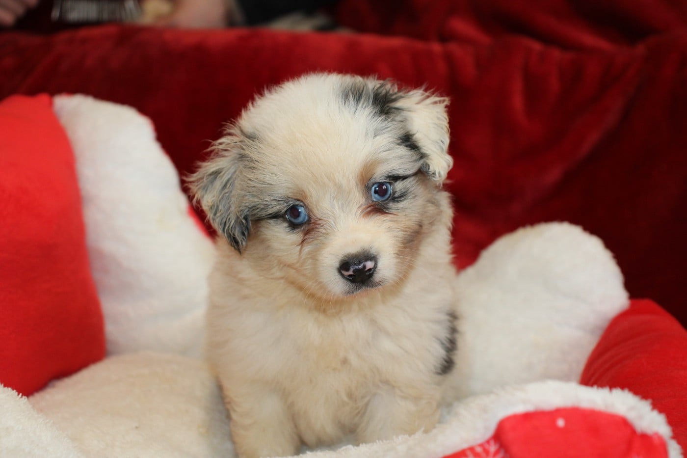 CHIOT 2 - Berger Américain Miniature 