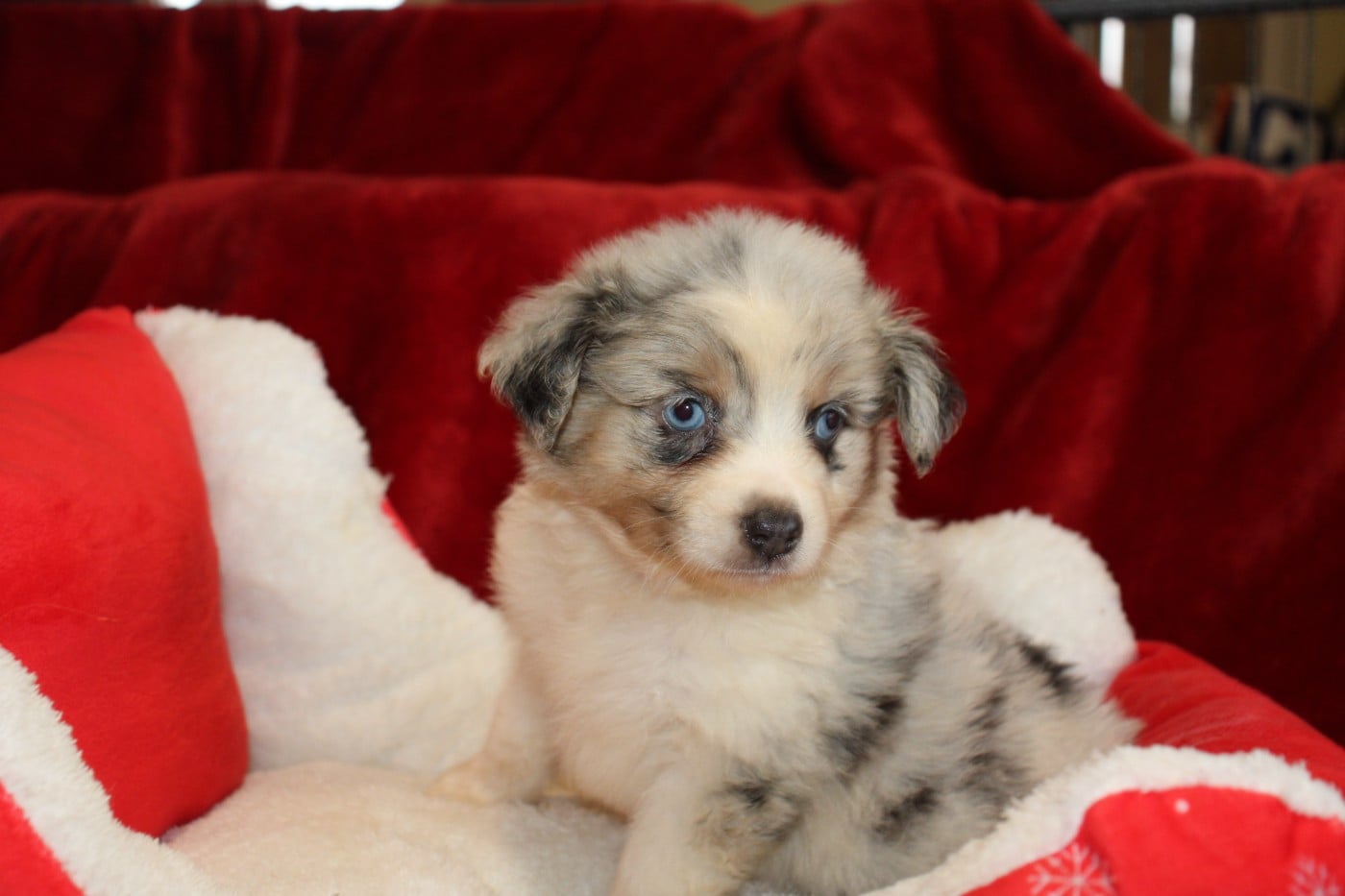 CHIOT 3 - Berger Américain Miniature