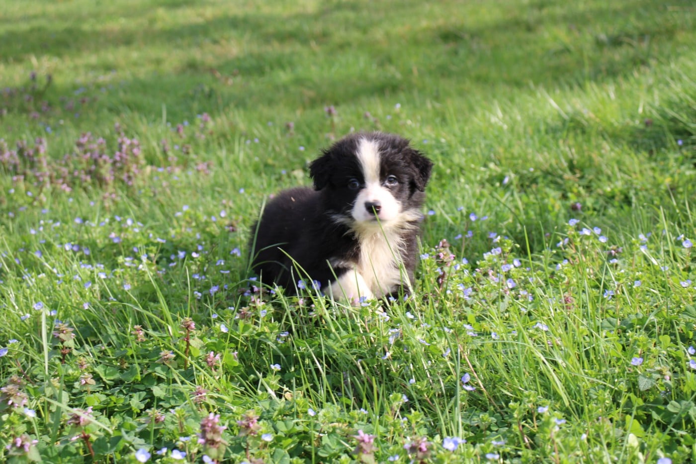 CHIOT 1 - Berger Australien