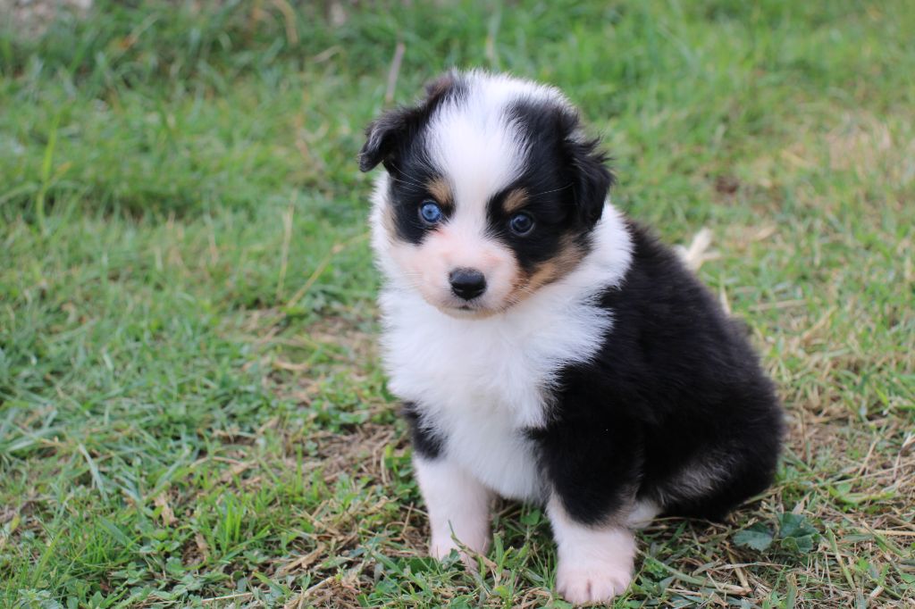 Berger Américain Miniature  - Of Little Blue Stars