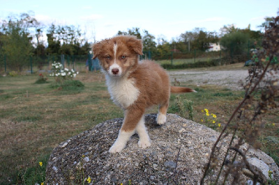 Les chiots de Berger Australien
