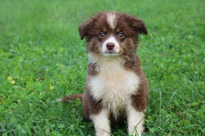 Les chiots de Berger Américain Miniature 