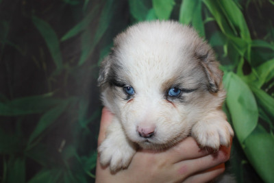 Les chiots de Berger Américain Miniature 