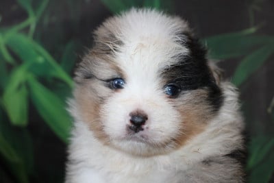 Les chiots de Berger Américain Miniature 