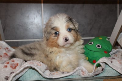 Les chiots de Berger Américain Miniature 