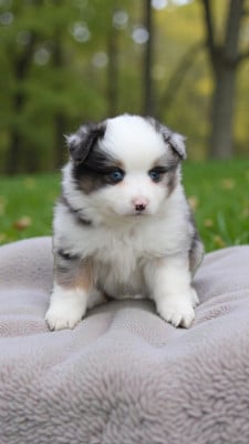Les chiots de Berger Américain Miniature