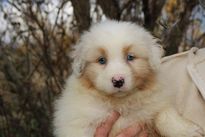 Les chiots de Berger Américain Miniature