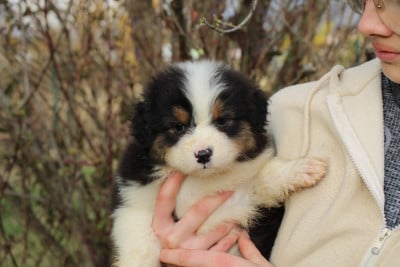 Les chiots de Berger Américain Miniature