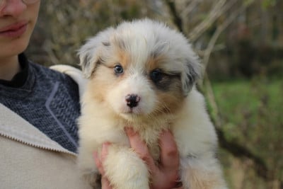 Les chiots de Berger Américain Miniature