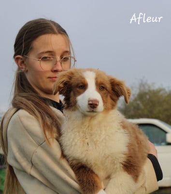 Les chiots de Berger Australien