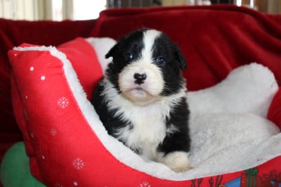 Les chiots de Berger Australien
