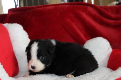 Les chiots de Berger Australien