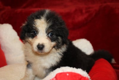 Les chiots de Berger Américain Miniature