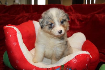 Les chiots de Berger Américain Miniature