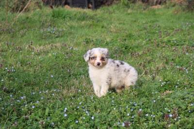 Les chiots de Berger Américain Miniature
