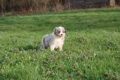 Les chiots de Berger Américain Miniature