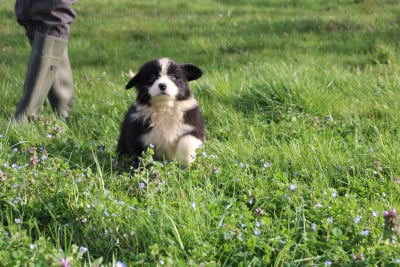 Les chiots de Berger Australien