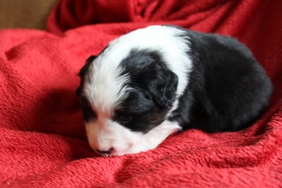 Les chiots de Berger Américain Miniature 