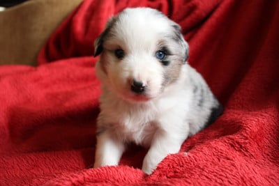 Les chiots de Berger Américain Miniature 