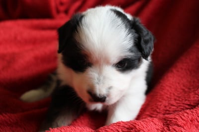Les chiots de Berger Américain Miniature 