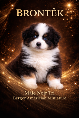 Les chiots de Berger Américain Miniature 