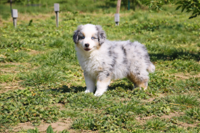 Les chiots de Berger Américain Miniature 