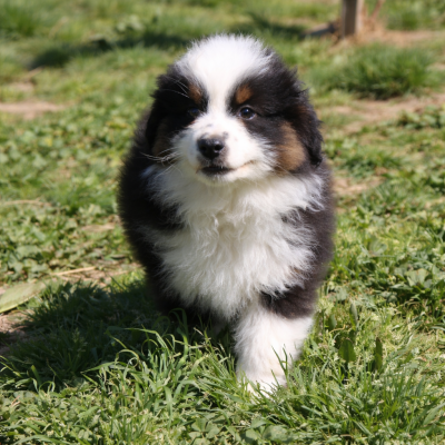 Les chiots de Berger Américain Miniature 