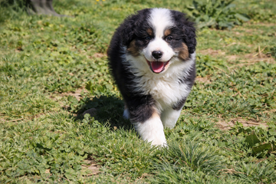 Les chiots de Berger Américain Miniature 