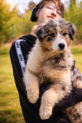 Les chiots de Berger Américain Miniature 