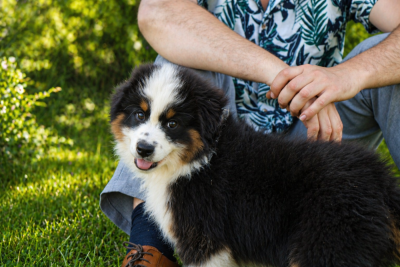 Les chiots de Berger Américain Miniature 