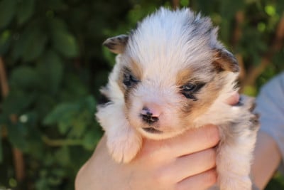 Les chiots de Berger Américain Miniature