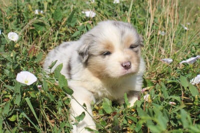 Les chiots de Berger Américain Miniature