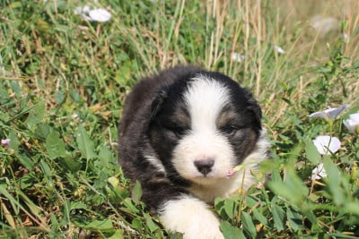 Les chiots de Berger Américain Miniature