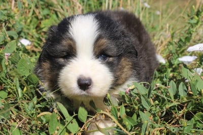 Les chiots de Berger Américain Miniature