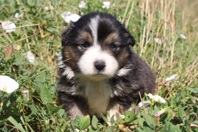 Les chiots de Berger Américain Miniature
