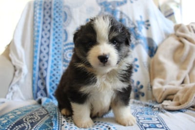 Les chiots de Berger Américain Miniature