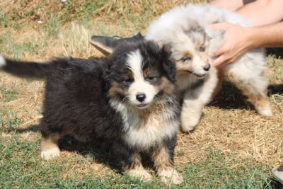 Les chiots de Berger Américain Miniature