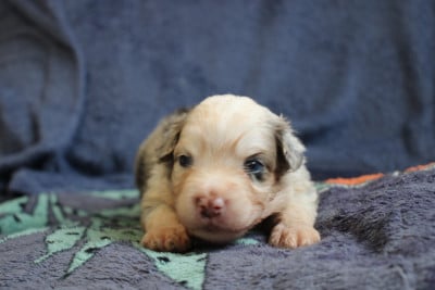 Les chiots de Berger Américain Miniature 